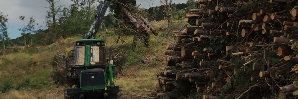 Dal legno
un futuro sostenibile